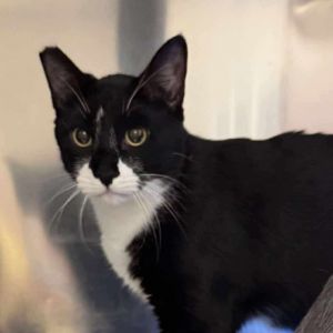 Jordan Cat OS NV, Adult Male Domestic Short Hair