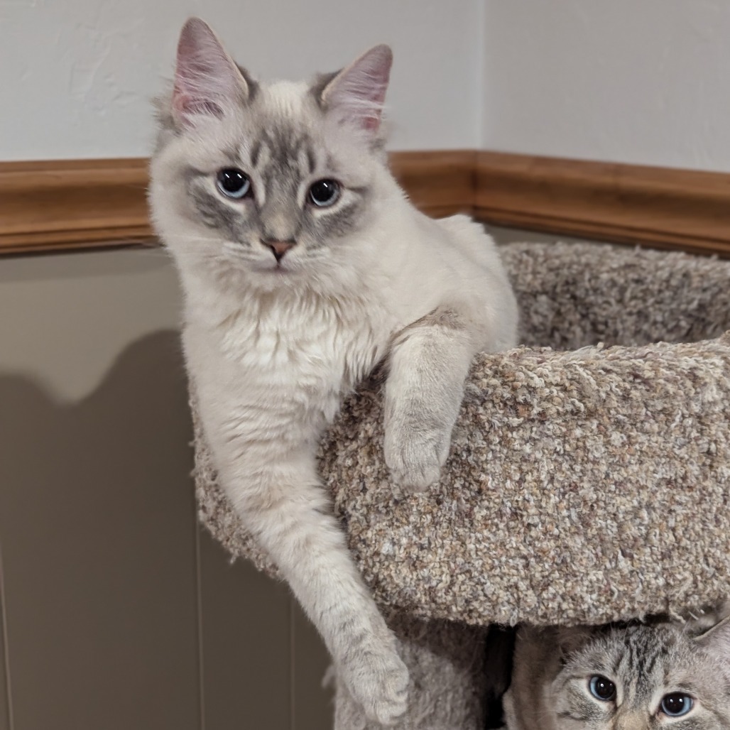 Lilo