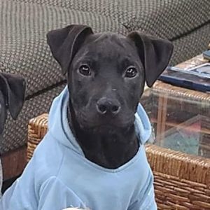 Pippin, Baby Male Chocolate Labrador Retriever