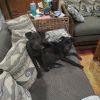 Pippin photo 4