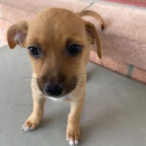 Helga, Baby Female Terrier