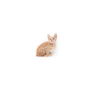 Rupee is a young little boy who is ready for a family of their own All kittens 