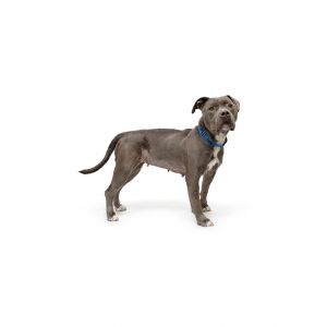 Meet sweet Matilda She is an adorable and lovable girl that is ready for her next adventure With a