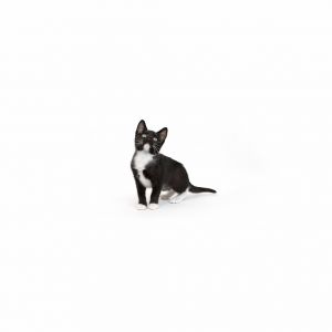Limpet is a young little girl who is ready for a family of their own All kittens have been spayedn