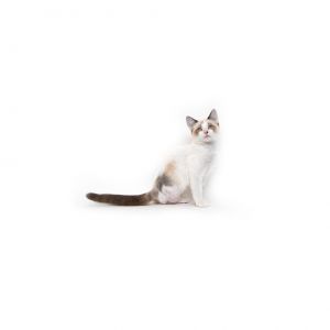 Boots is a young little girl who is ready for a family of their own All kittens