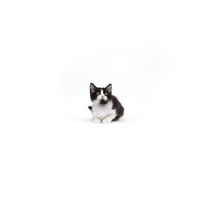 Oreo Domestic Short Hair Cat