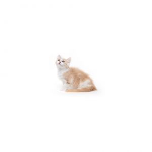 Biscoff Domestic Short Hair Cat