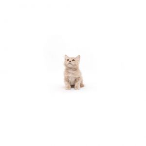 Nutter Butter Domestic Short Hair Cat