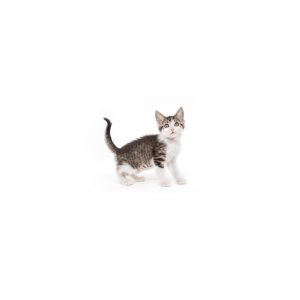 Jelly Bean Domestic Short Hair Cat