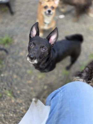 McDreamy Chihuahua Dog