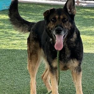 Spirit, Adult Female German Shepherd Dog