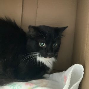 Amsterdam, Senior Female Domestic Medium Hair