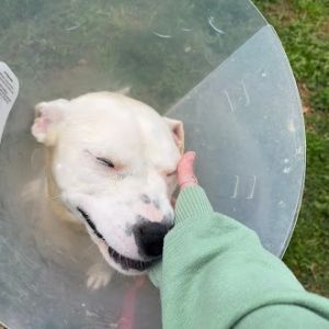 Coconut, Young Female American Staffordshire Terrier