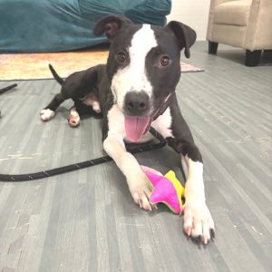 Watson, Adult Male Pit Bull Terrier