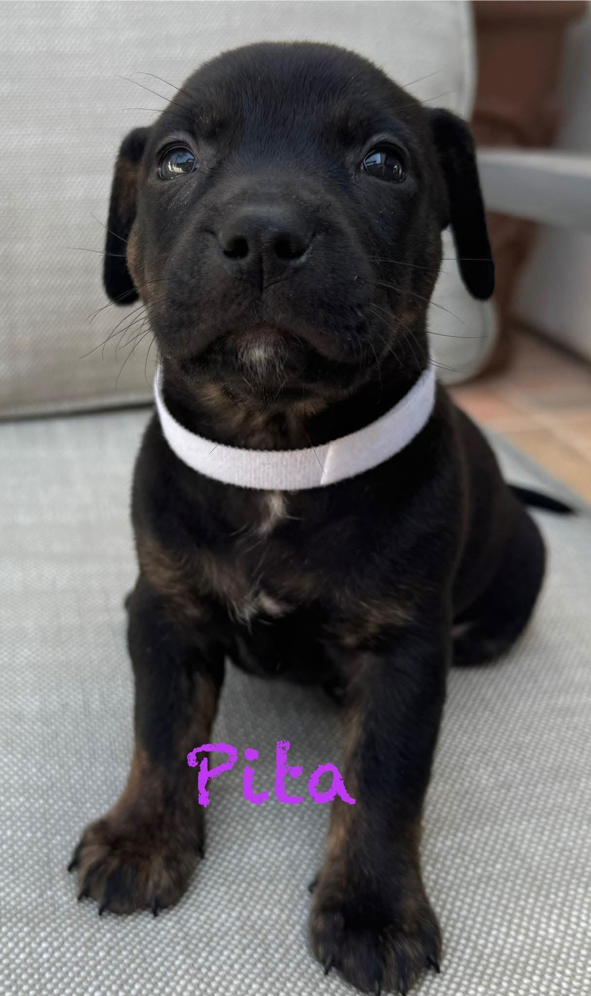 Pita
