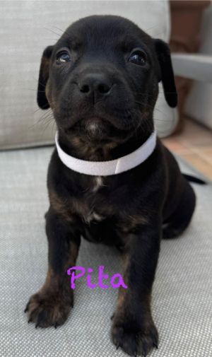 Pretzel, Baby Female Cattle Dog