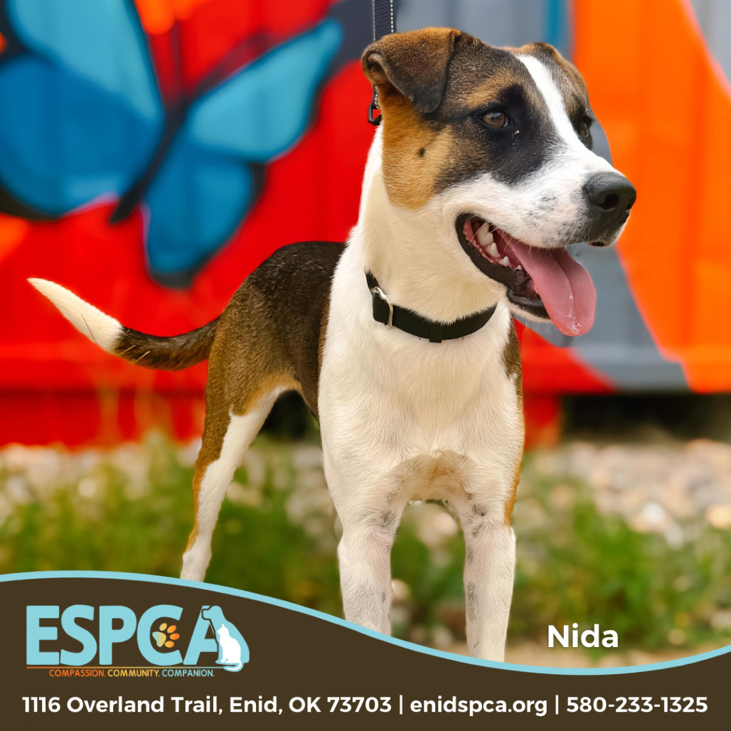 Nida