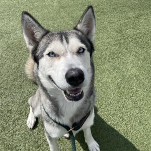 Hera, Adult Female unknown