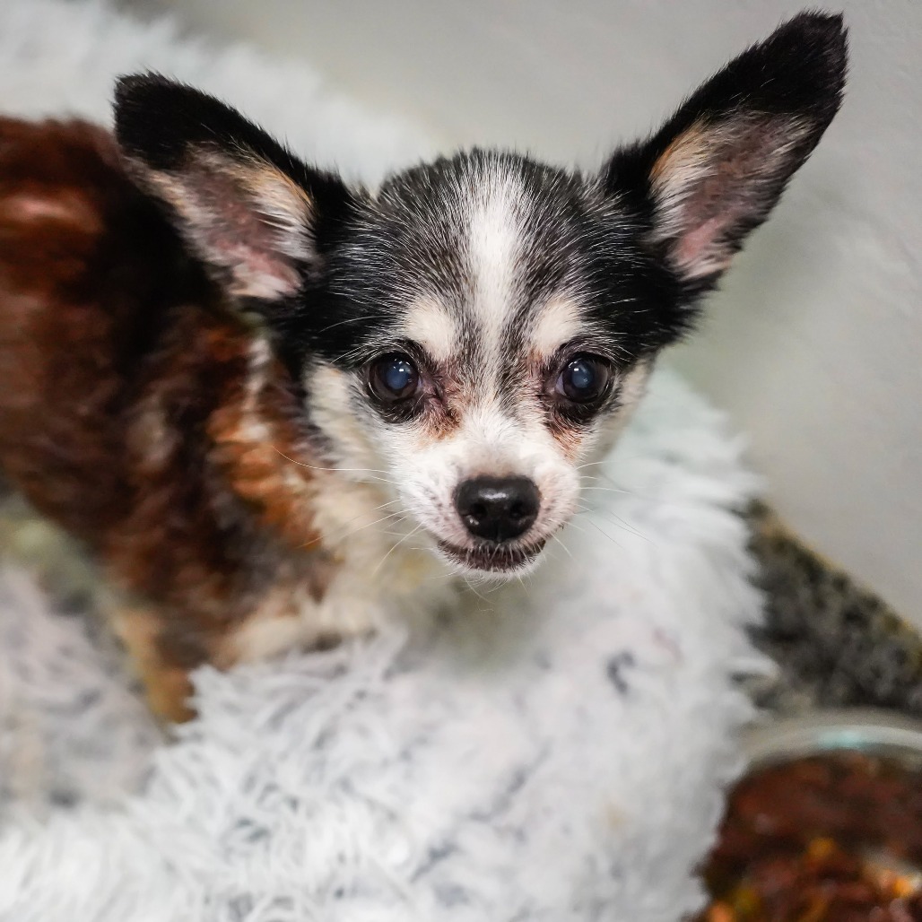 Chico