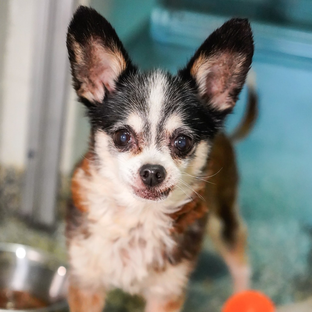 Chico