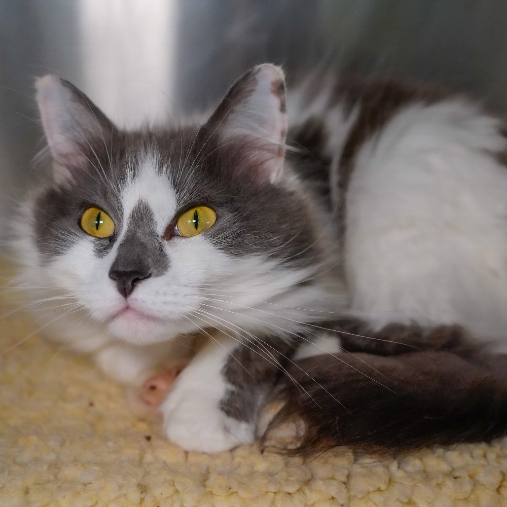 Misty, an adoptable Domestic Medium Hair in Thomaston, ME, 04861 | Photo Image 1