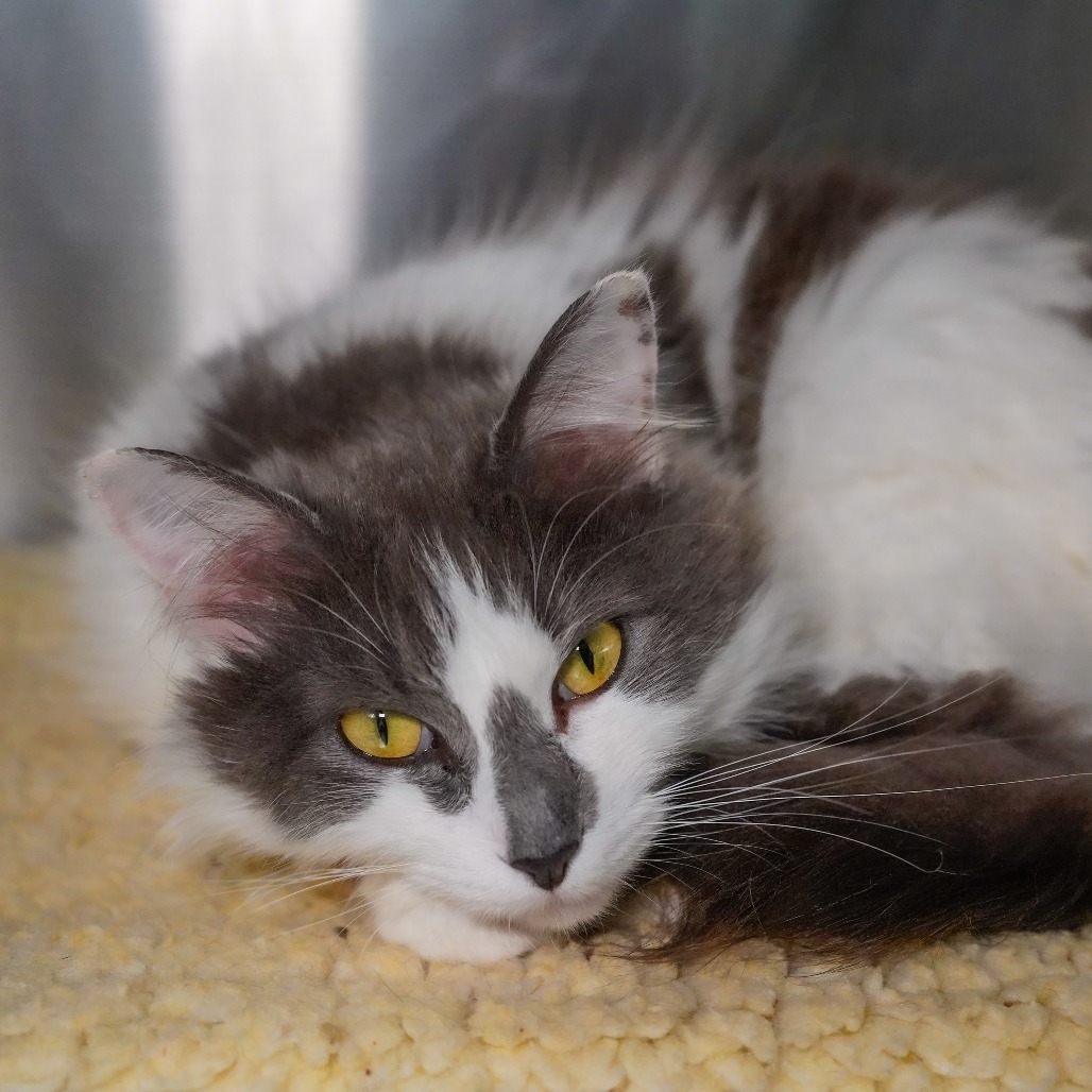 Misty, an adoptable Domestic Medium Hair in Thomaston, ME, 04861 | Photo Image 2