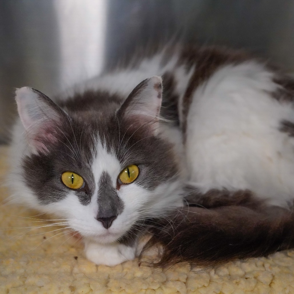 Misty, an adoptable Domestic Medium Hair in Thomaston, ME, 04861 | Photo Image 3