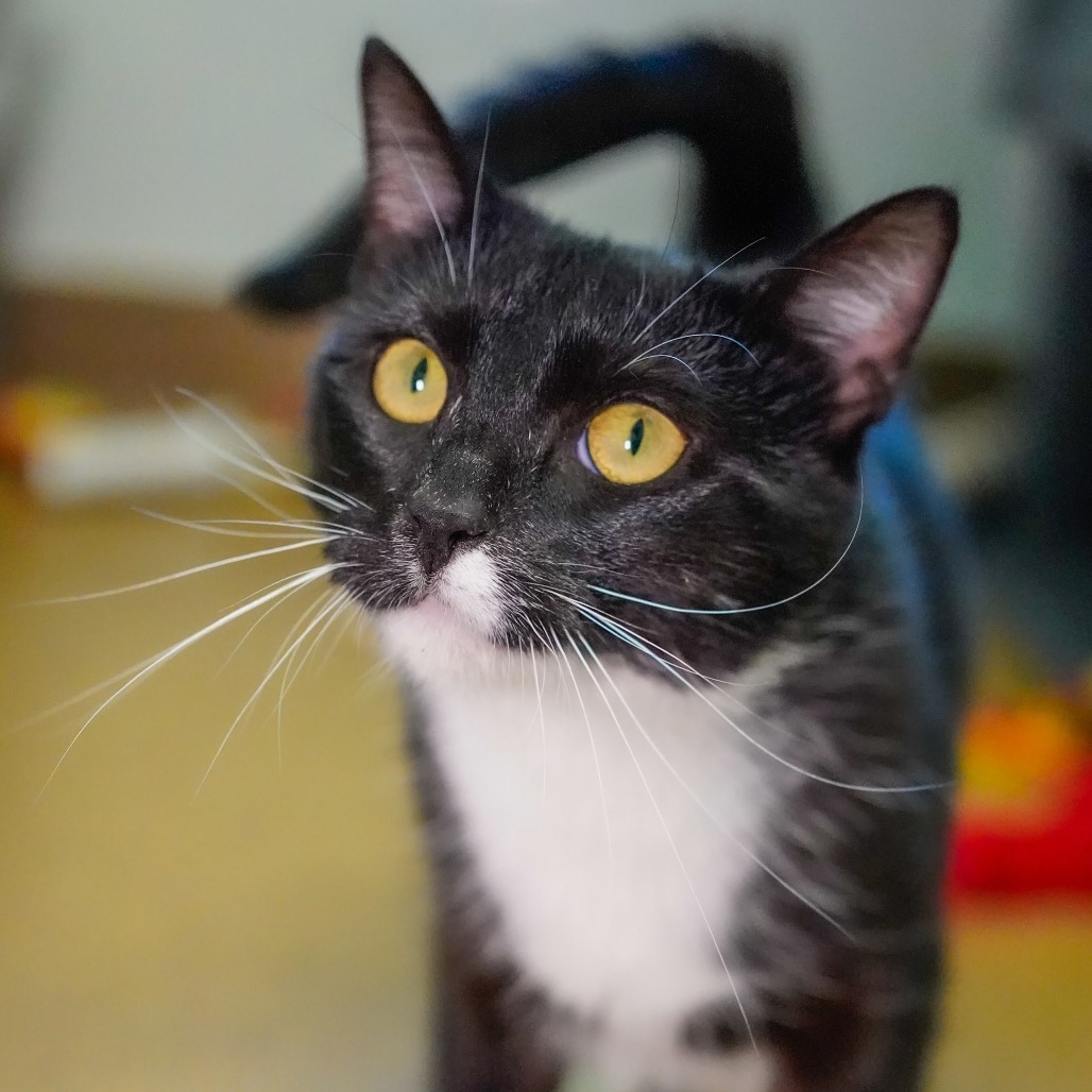 Chelley, an adoptable Domestic Short Hair in Thomaston, ME, 04861 | Photo Image 1