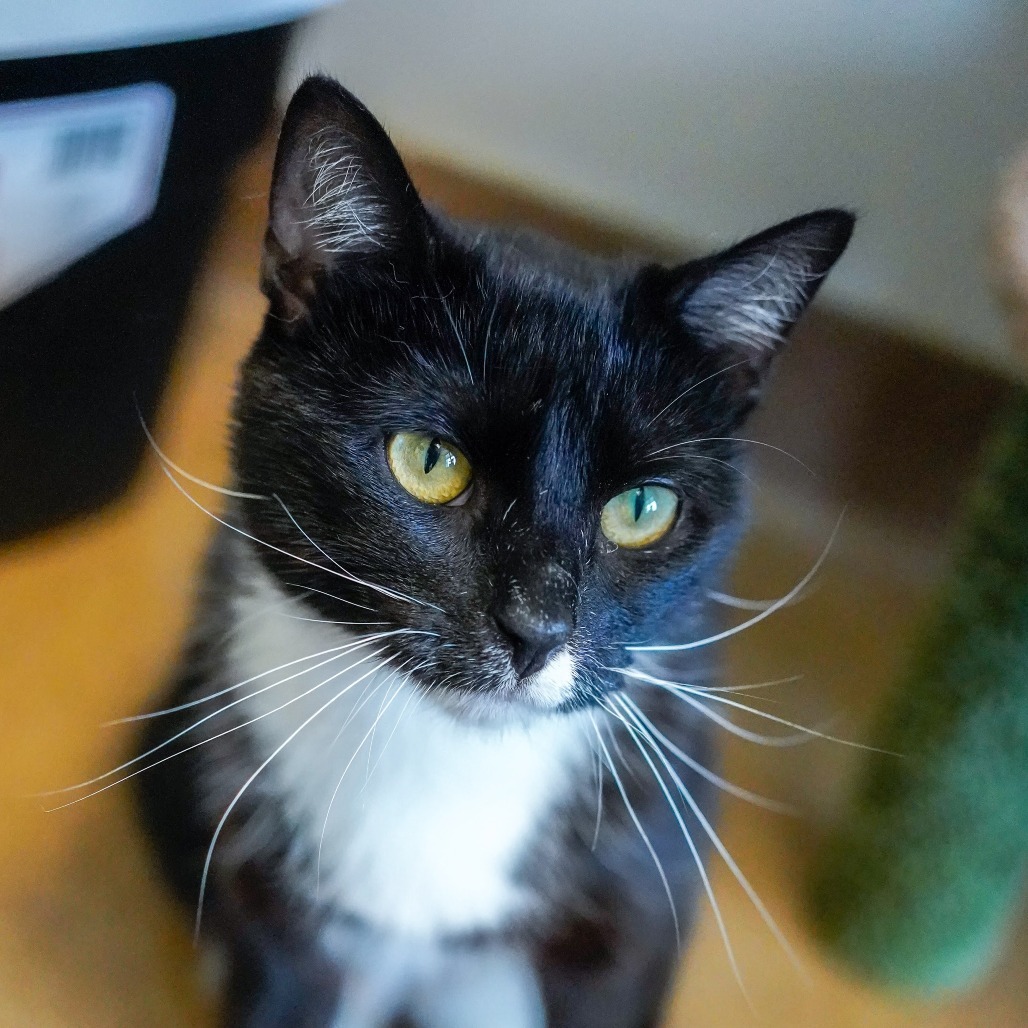 Chelley, an adoptable Domestic Short Hair in Thomaston, ME, 04861 | Photo Image 2