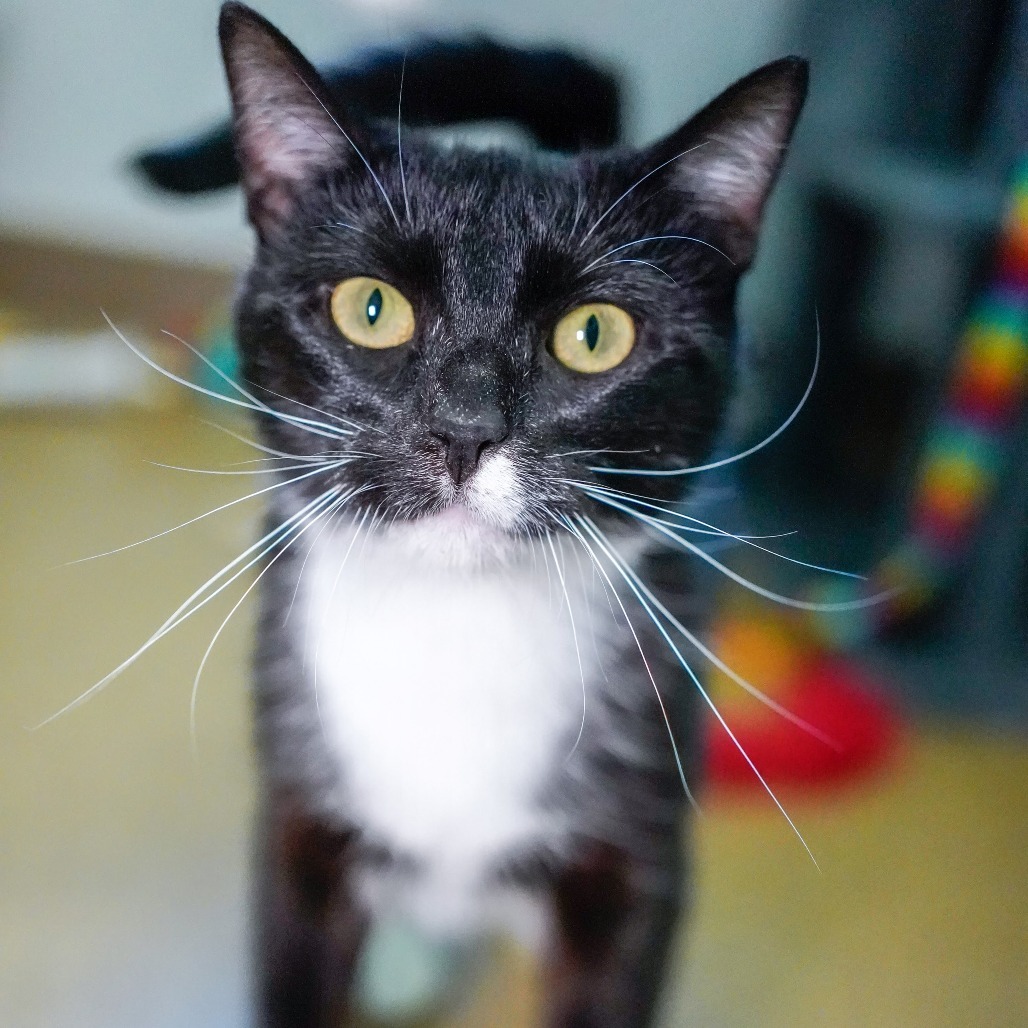 Chelley, an adoptable Domestic Short Hair in Thomaston, ME, 04861 | Photo Image 3