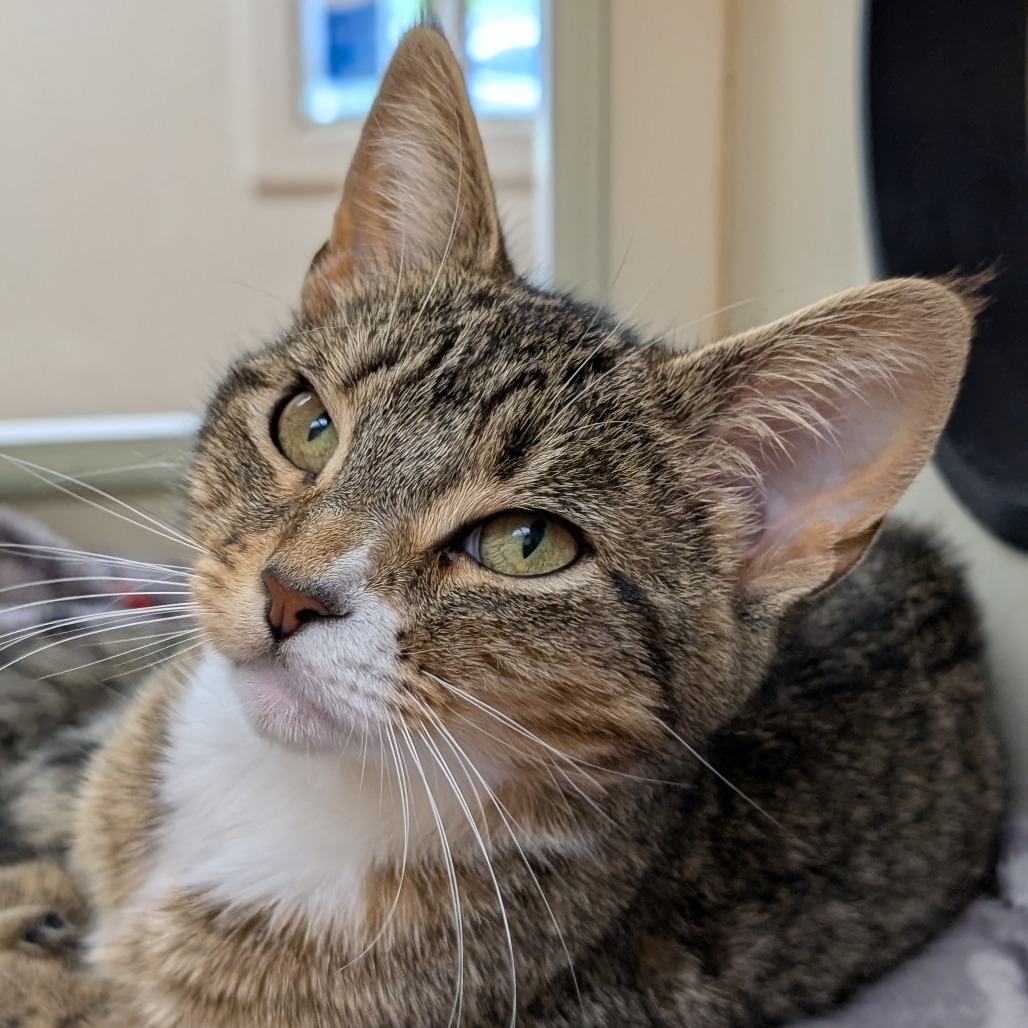 Bella, an adoptable Domestic Short Hair in Thomaston, ME, 04861 | Photo Image 1