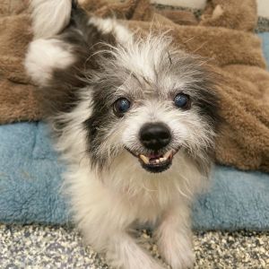 Cole Slaw, Adult Male Shih Tzu
