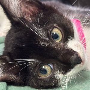 Basil, Baby Female Domestic Short Hair