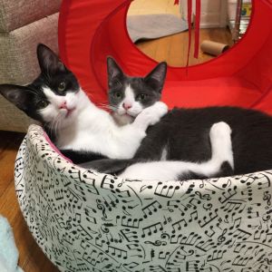 Coral, Senior Female Domestic Short Hair