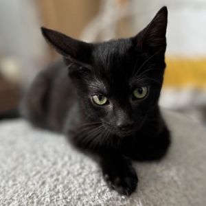 Bjorn Domestic Short Hair Cat
