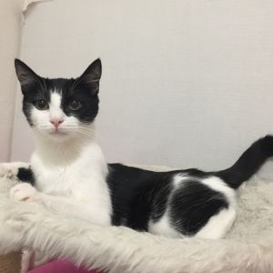 If you are looking for a cat whos equal parts adorable sweet and just the rig