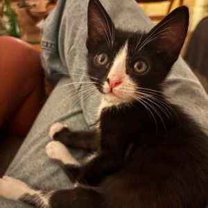Benny, Baby Male Domestic Short Hair