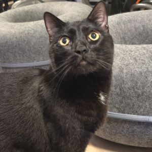 Kia is a handsome lovable cat searching for his forever home with someone who c