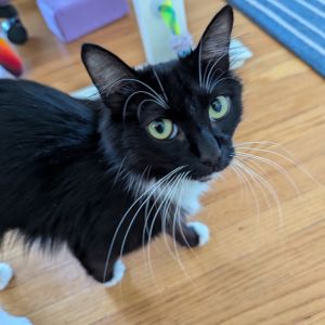 I am a shy but sweet girl who was found in a broken down motor home with her kittens Her