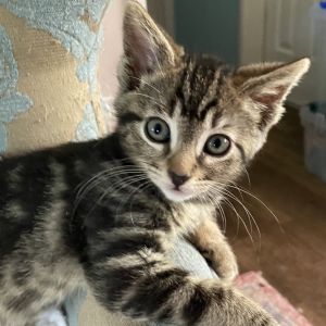 Twinkle, Baby Male Domestic Short Hair
