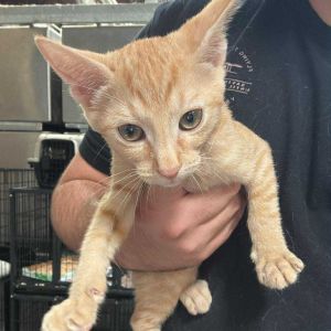 Gidget-City of Industry Location, Baby Female Domestic Short Hair