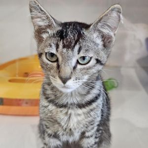 The Barista-City of Industry Location, Baby Male Domestic Short Hair