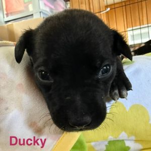 Land Before Time : Ducky, Baby Female Mixed Breed