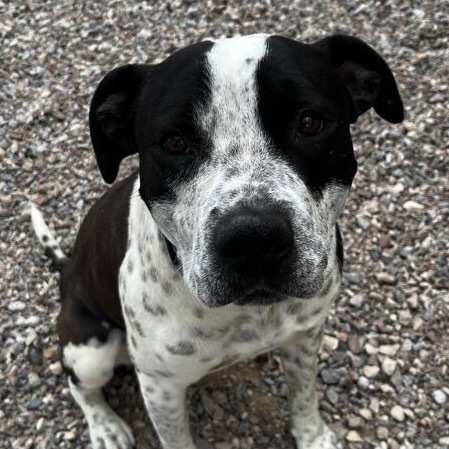 Sir William, an adoptable Pit Bull Terrier in Lander, WY, 82520 | Photo Image 1