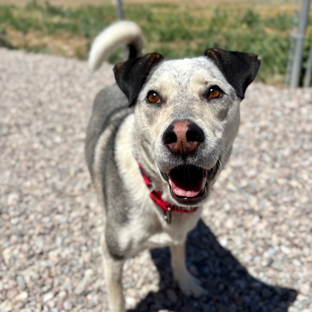 Monty, an adoptable Australian Shepherd, Australian Cattle Dog / Blue Heeler in Lander, WY, 82520 | Photo Image 1