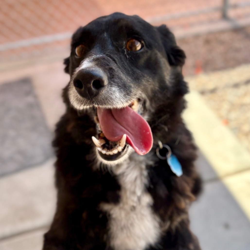 Freya, an adoptable Collie, Mixed Breed in Lander, WY, 82520 | Photo Image 1
