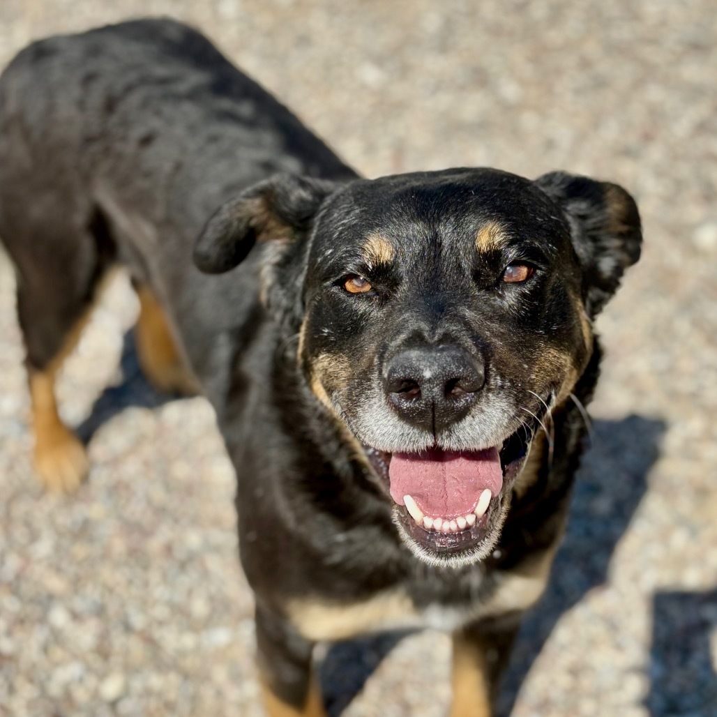 Piney, an adoptable Rottweiler, Mixed Breed in Lander, WY, 82520 | Photo Image 1
