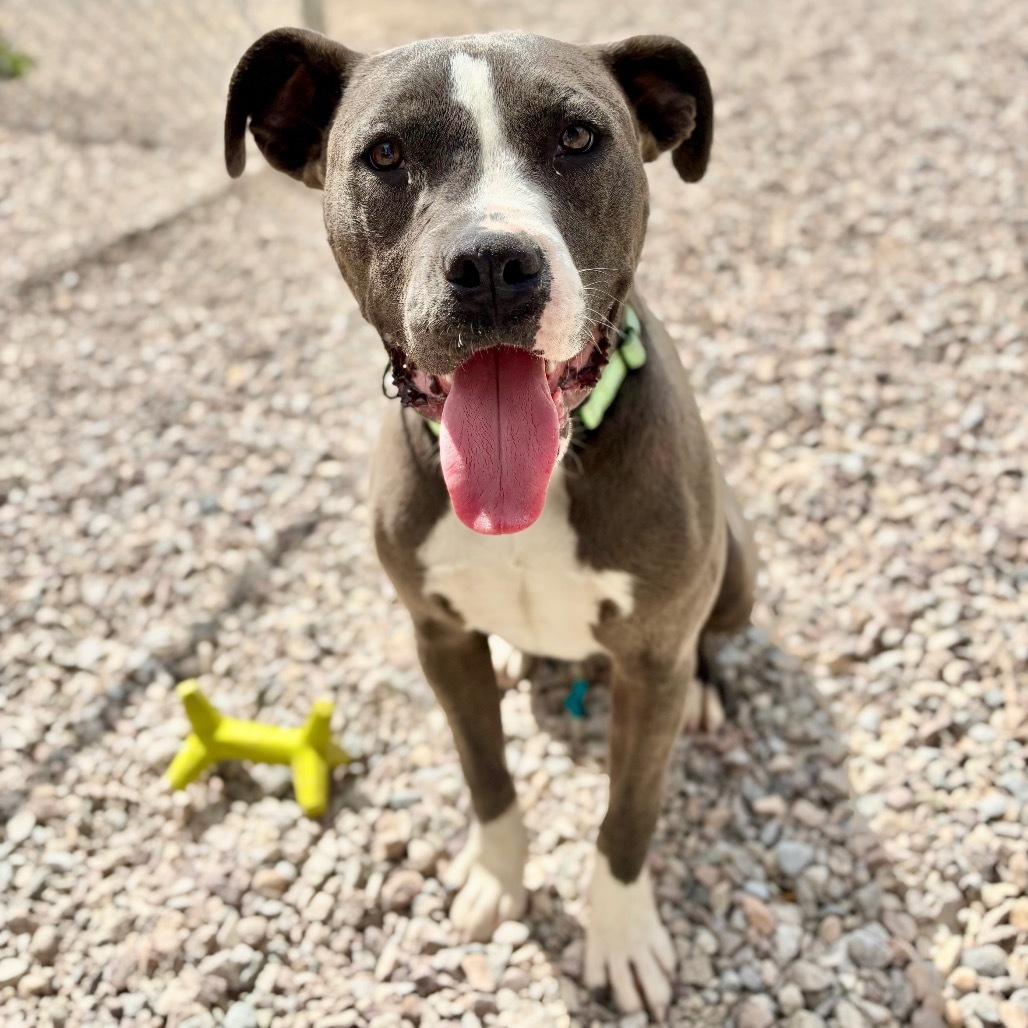 Bentley, an adoptable Mixed Breed, Pit Bull Terrier in Lander, WY, 82520 | Photo Image 1