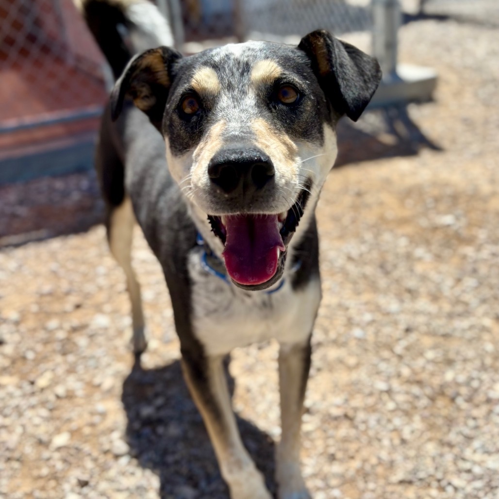 Milo, an adoptable Australian Shepherd, Australian Cattle Dog / Blue Heeler in Lander, WY, 82520 | Photo Image 1