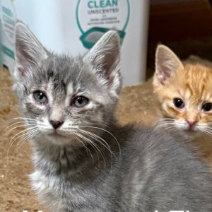 Mopsy, Baby Female Domestic Short Hair